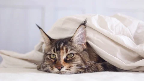 Maine coon cat in bed Stock Footage 106085516