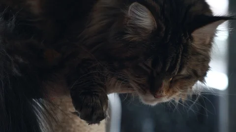 Maine coon cat close up. Stock Footage 114491623