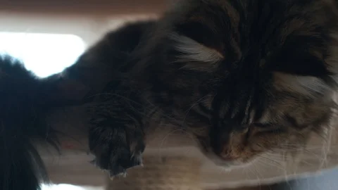 Maine coon cat close up. Stock Footage 114491666