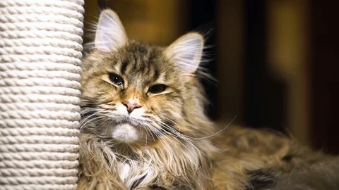 Maine-coon cat close-up Stock Footage 128140925