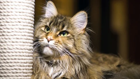 Maine-coon cat close-up Stock Footage 128140948