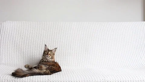 Maine coon cat on couch Stock Footage 105663756