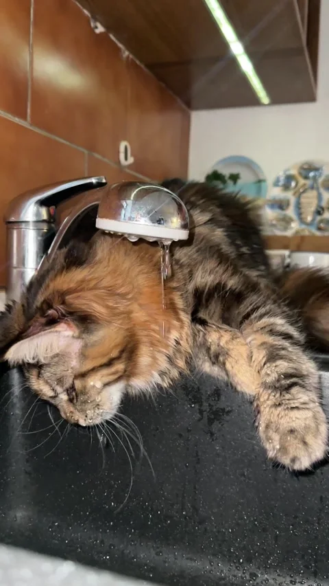 Maine Coon cat drinks tap water Stock Footage 310856972