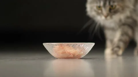 Maine Coon Cat eats tasty salmon from the dish 스톡 동영상 137729401