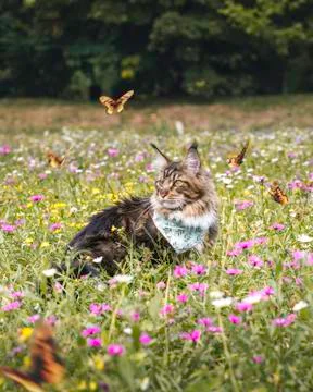 Maine Coon cat in a field with flowers, surrounded by butterflies Stock Photos
