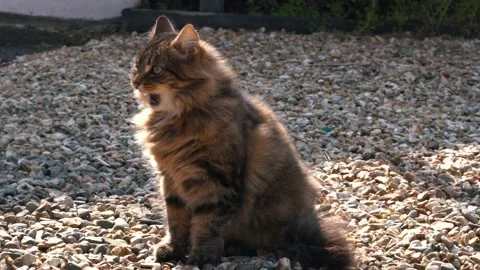 Maine Coon cat Video stock 132351135