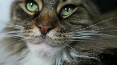 Maine Coon Cat Video stock 152530298