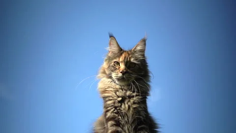 Maine Coon Cat in front of blue sky Stock Footage 140367782