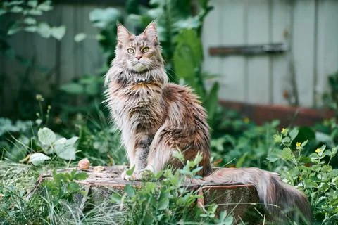 Maine coon cat in garden plot 库存照片