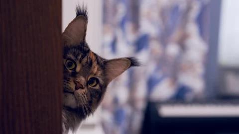 The Maine Coon cat at home looks out behind the shelf at home Stock Footage 271676053