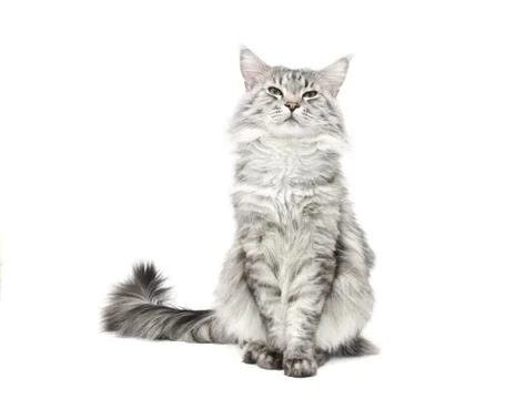 Maine coon cat isolated on white background Stock Photos