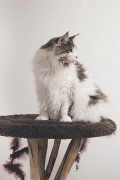 Maine Coon cat on it?s relaxing place landing at home Stock Photos