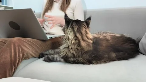 Maine coon cat lies on sofa while owner uses laptop during video call at ho.. Stock Footage 334335993