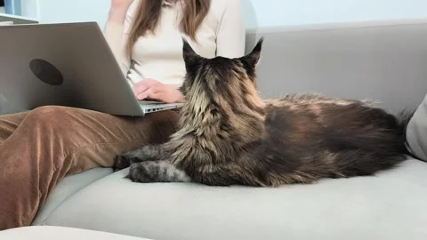Maine coon cat lies on sofa while owner works on laptop nearby indoors. Lar.. Stock Footage 337773992