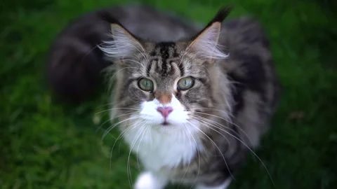 Maine Coon Cat looking at camera Stock Footage 140368105