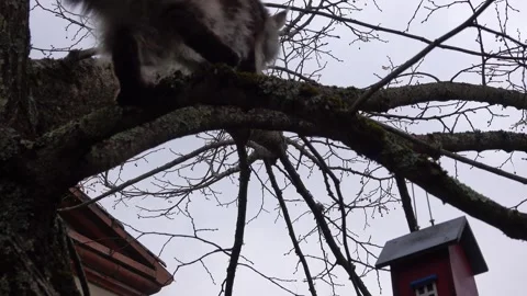 A Maine Coon cat is looking for a way to get a birdhouse up a tree. Stock Footage 330262897