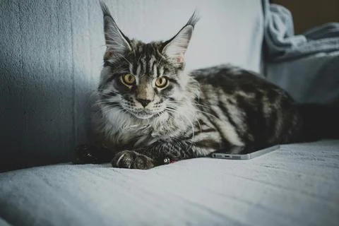 Maine Coon Cat Lying on Couch Next to Smartphone Stock Photos