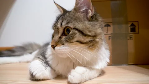 Maine Coon cat lying down on the floor with a "fragile" box Stock Footage