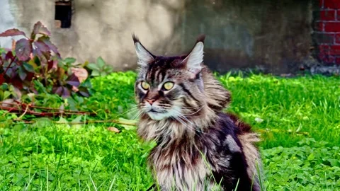 Maine Coon cat, one of the largest domestic cats Stock Footage 332366962