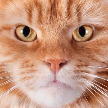 Maine coon cat Stock Photos
