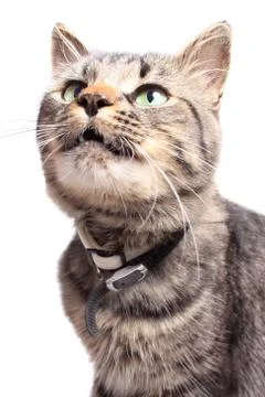 Maine Coon cat Stock Photos
