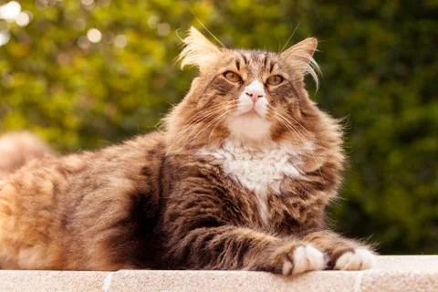 Maine coon cat Stockfoto's