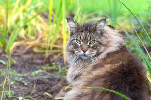 Maine Coon cat Stock Photos