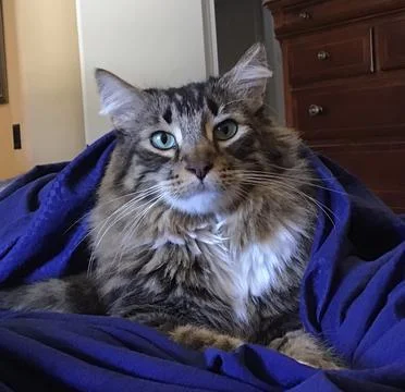 Maine Coon Cat Stock Photos