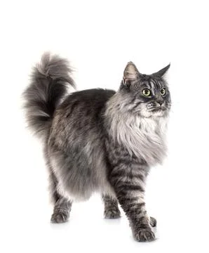 Maine coon cat Stock Photos