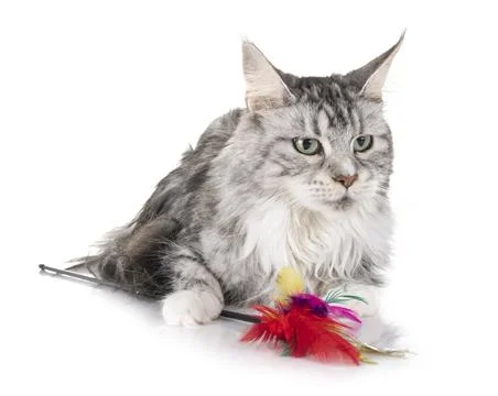 Maine coon cat 写真素材