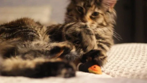 Maine coon cat playing Stock Footage 104300266