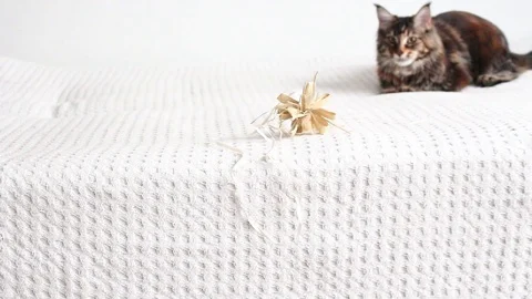 Maine coon cat playing Stock Footage 104917595