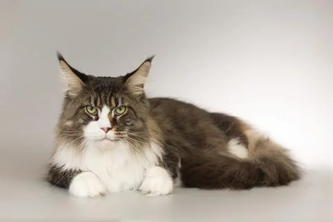 Maine Coon cat portrait isolated on background in studio Stock Photos