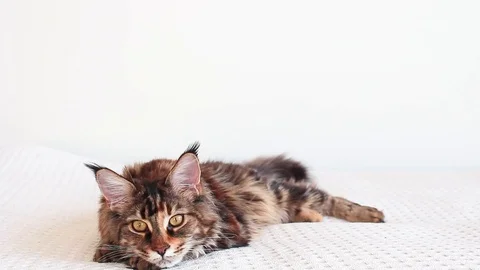 Maine coon cat preparing to attack Stock Footage 104917602