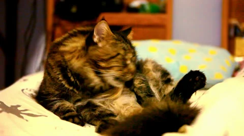 Maine coon cat sitting on his back and cleaning itself. Video shift motion Stock Footage
