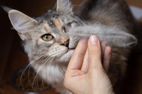 The Maine Coon cat studies the combed cat hair in the woman's hand Stock Photos