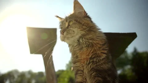 Maine Coon Cat in sunset Stock Footage 140367152
