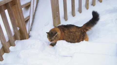 Maine coon cat walking deck stairs during falling snow, snowing Stock-Footage 126940042