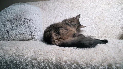 Maine Coon cat washing on the couch, slow motion, handheld cam, middle plan Stock Footage 166380434