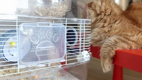 Maine coon cat is watching the hamster in cage. Cat and mouse. Opposite animals Stock Footage 252191401