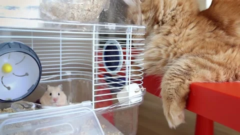 Maine coon cat is watching the hamster in cage. Cat and mouse. Opposite animals Video stock 252191501
