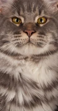 Maine coon close-up Stock Photos