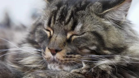 Maine Coon domesticated cat Stock Video Pond5