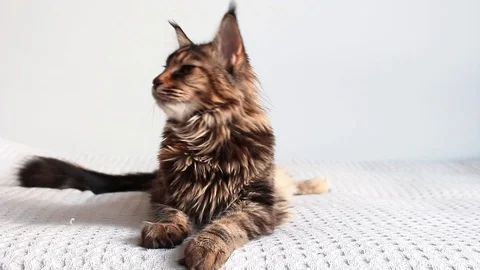 Maine coon falling asleep Stock Footage 104917583