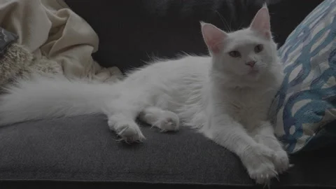 Maine Coon Video stock 168215286