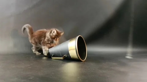 Maine Coon kitten of dark marble color plays with cheerleading horn Stock Footage 166647620