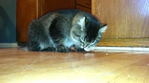 Maine Coon Kitten Eats Chicken Video stock 52180784