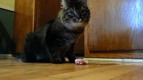 Maine Coon Kitten Eats Chicken Video stock 52181371
