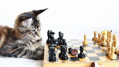 Maine coon kitten Stock Footage 97736754