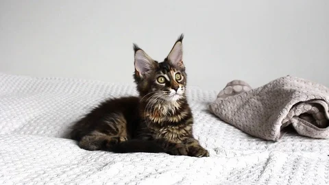 Maine coon kitten Stock Footage 114126153